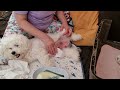 Как спасти собаку от мастита после родов #бишонфризе #kennel_BrightStarDog #маститсобаки #щенок #dog