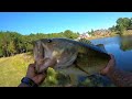 I Caught a 7LB GIANT in a Neighborhood Pond using Topwater Lure🐷 (Watch Till End‼️)