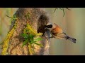 Melodic Wings ~ Piano Harmony Meets Enchanting Bird Calls