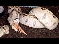 BOA CONSTRICTOR LIVE FEEDING