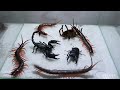 Scorpion Tarantula Centipede Black Titan Bug