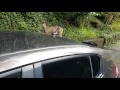 Deer behind the car