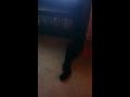 Black Maine Coon playing YouTube Cat Game