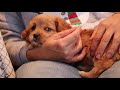 BRINGING HOME OUR CAVAPOO PUPPY! 🐶 | Welcome Home Sophie!