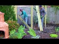 4 Year Garden Timelapse and makeover! Complete backyard transformation in one video! #diy