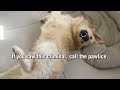 Golden Retriever Sunday Shenanigans  | Funny Dog Videos