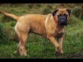 Strongest Guard Dog Breeds In The World