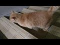 【野良猫】モフモフ耐久①