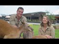 Tour Australia Zoo with Bindi and Chandler
