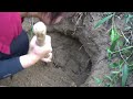 Digging Underground Wild Tuber Goes To Market Sell - Harvesting Daily Life