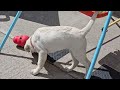 Labrador Puppy, Penny with the Kong Wobbler