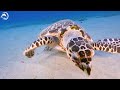 Stunning of 4K Underwater Wonders (ULTRA HD) 🐋- Coral Reefs and Colorful Sea Life - Relaxing Music