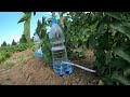 Simple drip irrigation system - anyone can do almost for free