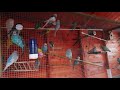 2 Hours of Budgies In Their Aviary - Singing and Playing - Play For Your Budgie - Budgie Sounds