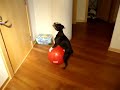 Einstein the Boston Terrier and the Red Ball fetish