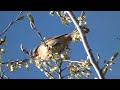 Female Cardinal Feeding in Treetops: Canadian Songbirds