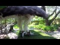 Zoo Spotlight: Martial Eagle