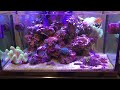 Deep blue 57 gallon rimless aquarium