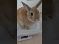 #うさぎ#rabbit