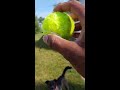 ASMR Dog Fetching