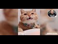 Try No To Laugh Challenge (Best Funny Animal Videos 2021 and 2022)