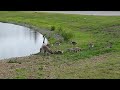 geese family next to pond