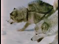 Tuktu- 12-  His Eskimo Dogs (the importance of dogs to Inuit culture)