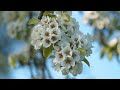 🌸 Spring Serenade: Beautiful Music for Stress Relief, Birdsong Harmony, and Nature's Symphony 🎶 - 4K