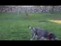 Saluki and German Shepherd at Dog Park