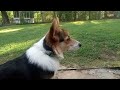 Honey the Corgi with some low growls and chuffs. She was really doing it before I started the video.