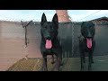 Black Belgian malinois part I