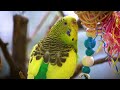 1 HOUR | BUDGIES SINGING OUTDOORS |