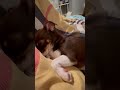 #968🐶2 y old Chihuahua 😆 cute puppy sleeping