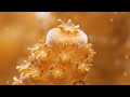 Witness the Nighttime Magic of Spawning Coral | Deep Look