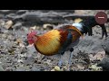 Exploring the Colorful World of Wild Chickens: Discovering Nature's Original Fowl