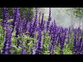 Ambient Background Study Music | Focus & Concentrate While Working, Studying, Relaxing, Sleeping