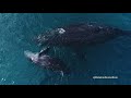 Best Maui Humpback Whale Aerial Footage! Endless Breaching!