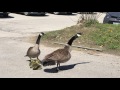 Canada goose vs hawk