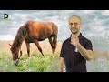 Najważniejsze zwierzę w historii? - historia koni. Historia Bez Cenzury