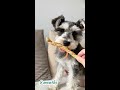 GROWING UP: 2 to 12 months Miniature Schnauzer | follow us for regular updates insta @suzie.mini