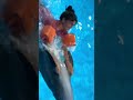 Things to do in Thailand Pattaya with kids.. Dolphinarium,Pattaya Thailand..Swimming with Dolphin
