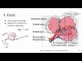 Comprehensive ATI TEAS Science Review Lecture_Respiratory system 1