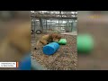 Rescue lion would get nervous during storms. A blanket did the trick.