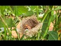 Crazy Mom Feeds Baby RED Chilly & Baby Goes NUMB Eating It | White Eye Feeding Baby birds in Nest