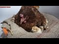 Hen Harvesting Eggs To chicks