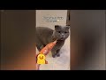 The Funniest Cat Moments of All Time 🙀🤣 Funny And Cute Cats Videos 2024 😅😂