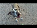 OLD PITBULL WANTS TO PLAY BALL.