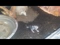 BOA CONSTRICTOR LIVE FEEDING