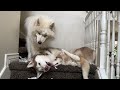 I Fostered a Husky Puppy for 3 Weeks (happiest ending!)