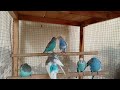 Happy Budgie sounds